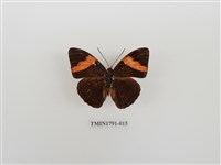 藏品(外國蝴蝶)的圖片